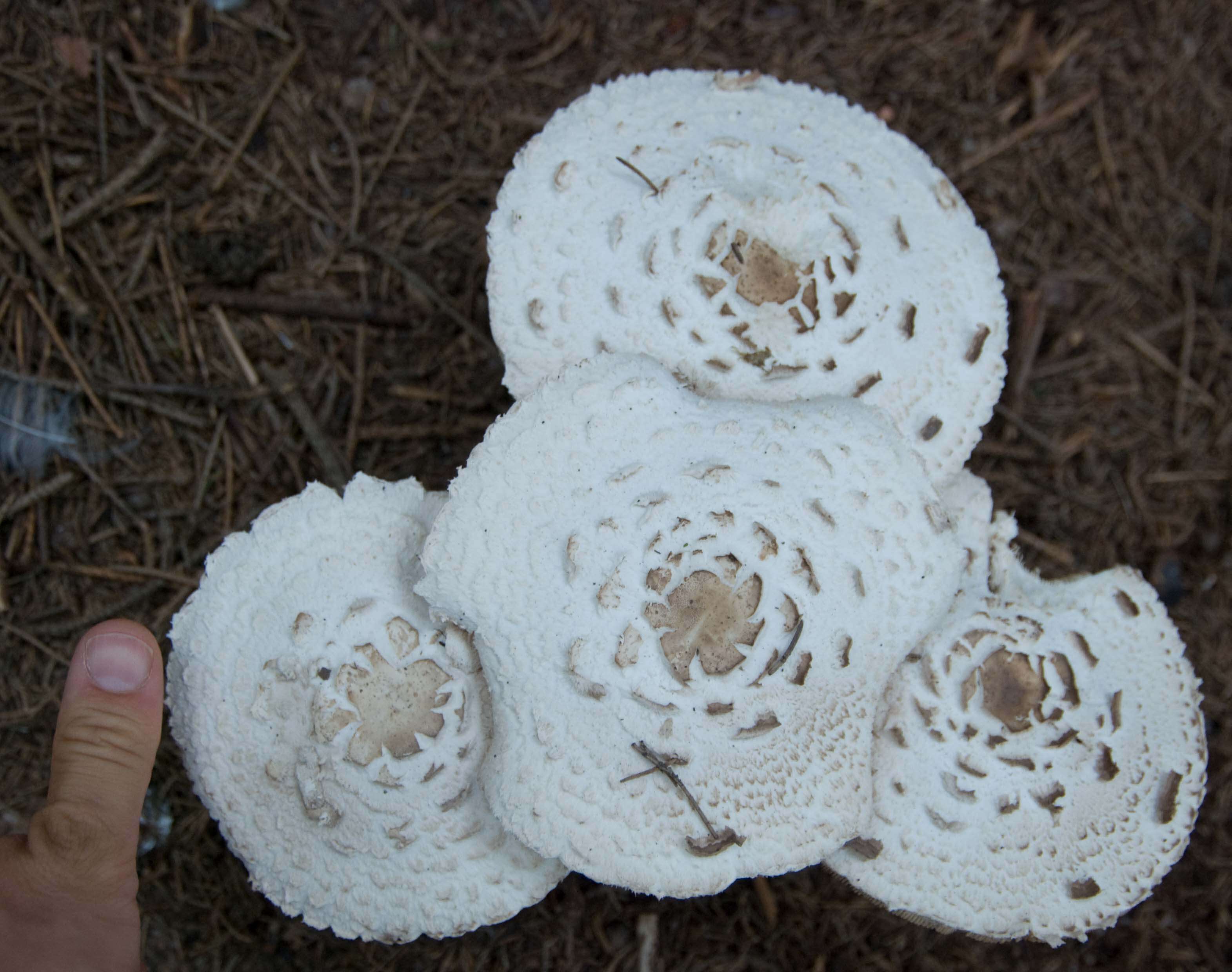 Plancia ëd Chlorophyllum rhacodes