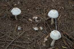 Plancia ëd Chlorophyllum rhacodes