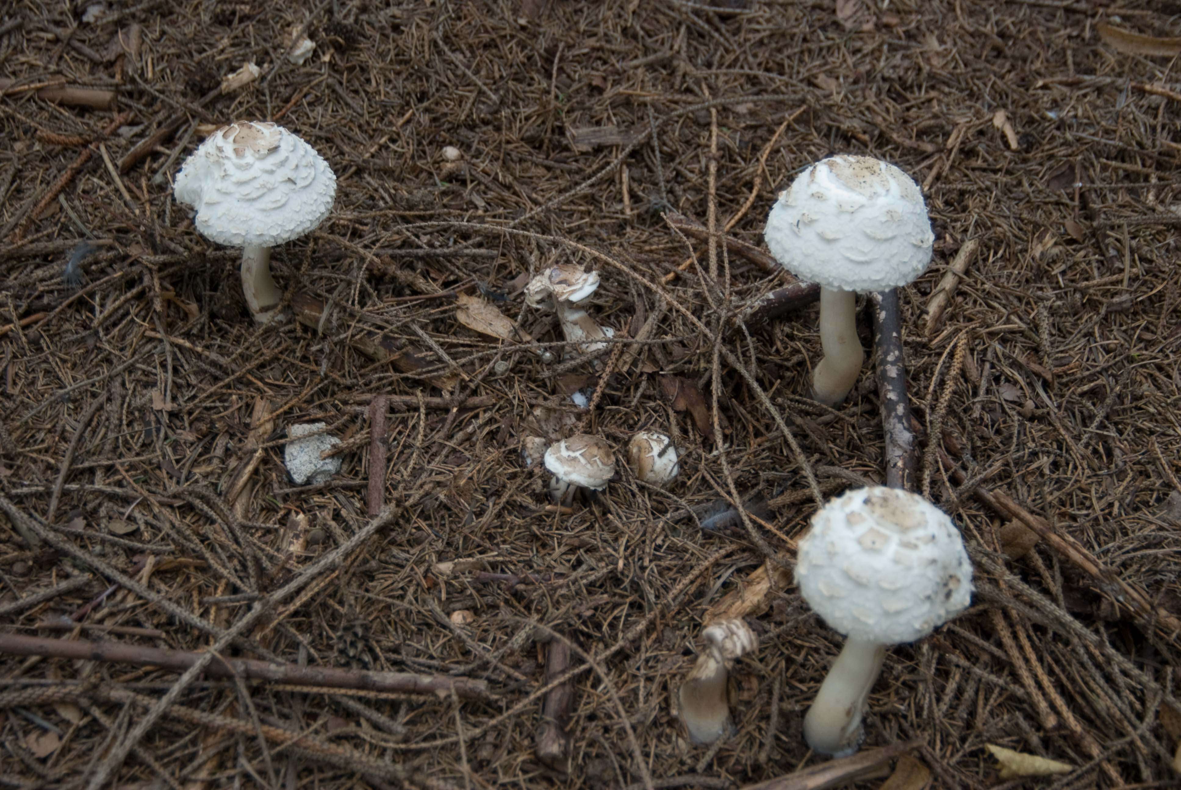 Plancia ëd Chlorophyllum rhacodes