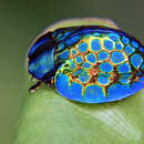 Image of Imperial tortoise beetle