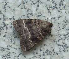 Image of copper underwing