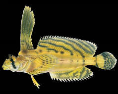 صورة Nautichthys oculofasciatus (Girard 1858)