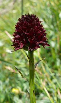 Image of Gymnadenia rhellicani (Teppner & E. Klein) Teppner & E. Klein