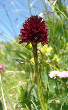 Image of Gymnadenia rhellicani (Teppner & E. Klein) Teppner & E. Klein