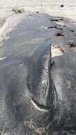 Image of Cuvier's Beaked Whale