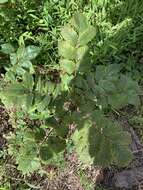 Image of Michaux's sumac