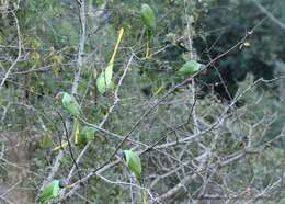 Image of Slaty-headed Parakeet