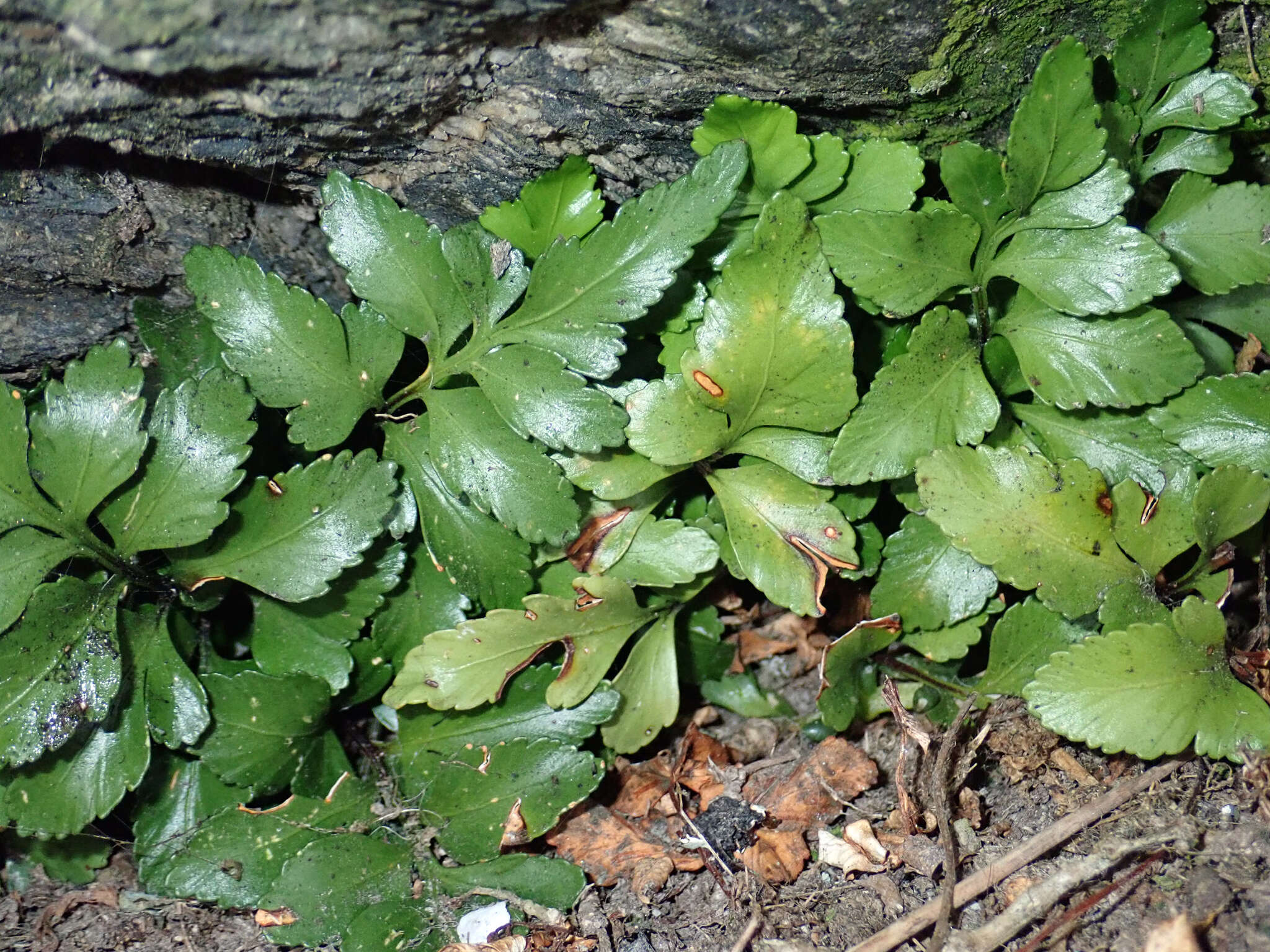 Image of Asplenium pauperequitum Brownsey & P. J. Jacks.