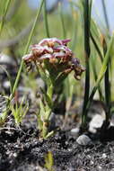 Image of Disa begleyi L. Bolus