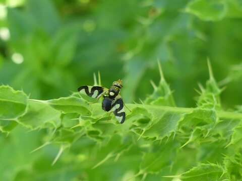 Image of Urophora cardui (Linnaeus 1758)