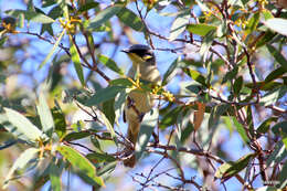 صورة Lichenostomus cratitius (Gould 1841)