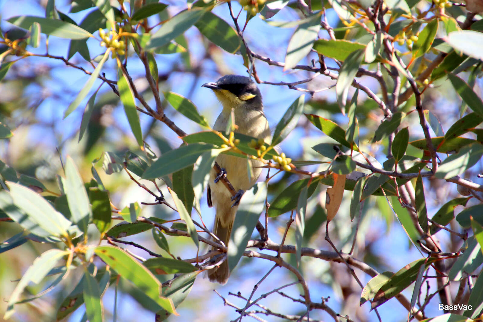 صورة Lichenostomus cratitius (Gould 1841)