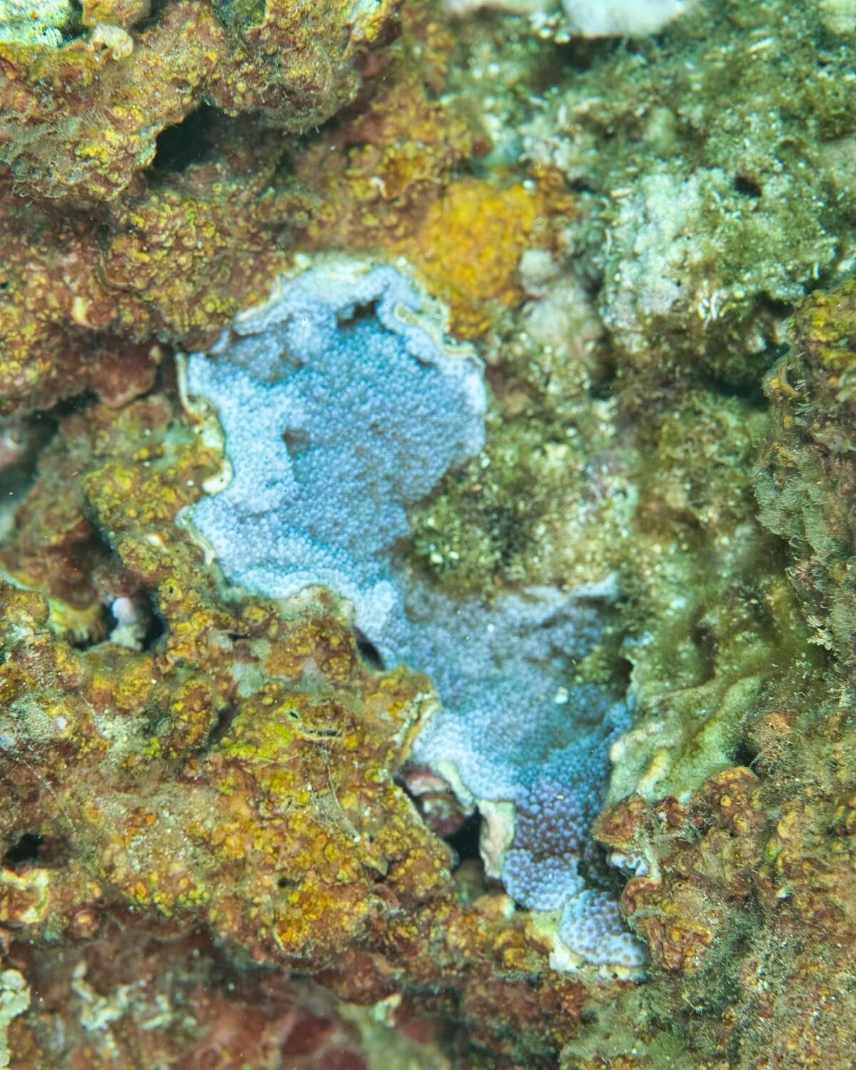 Image of Blue rice coral