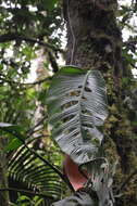 Image of Monstera oreophila Madison