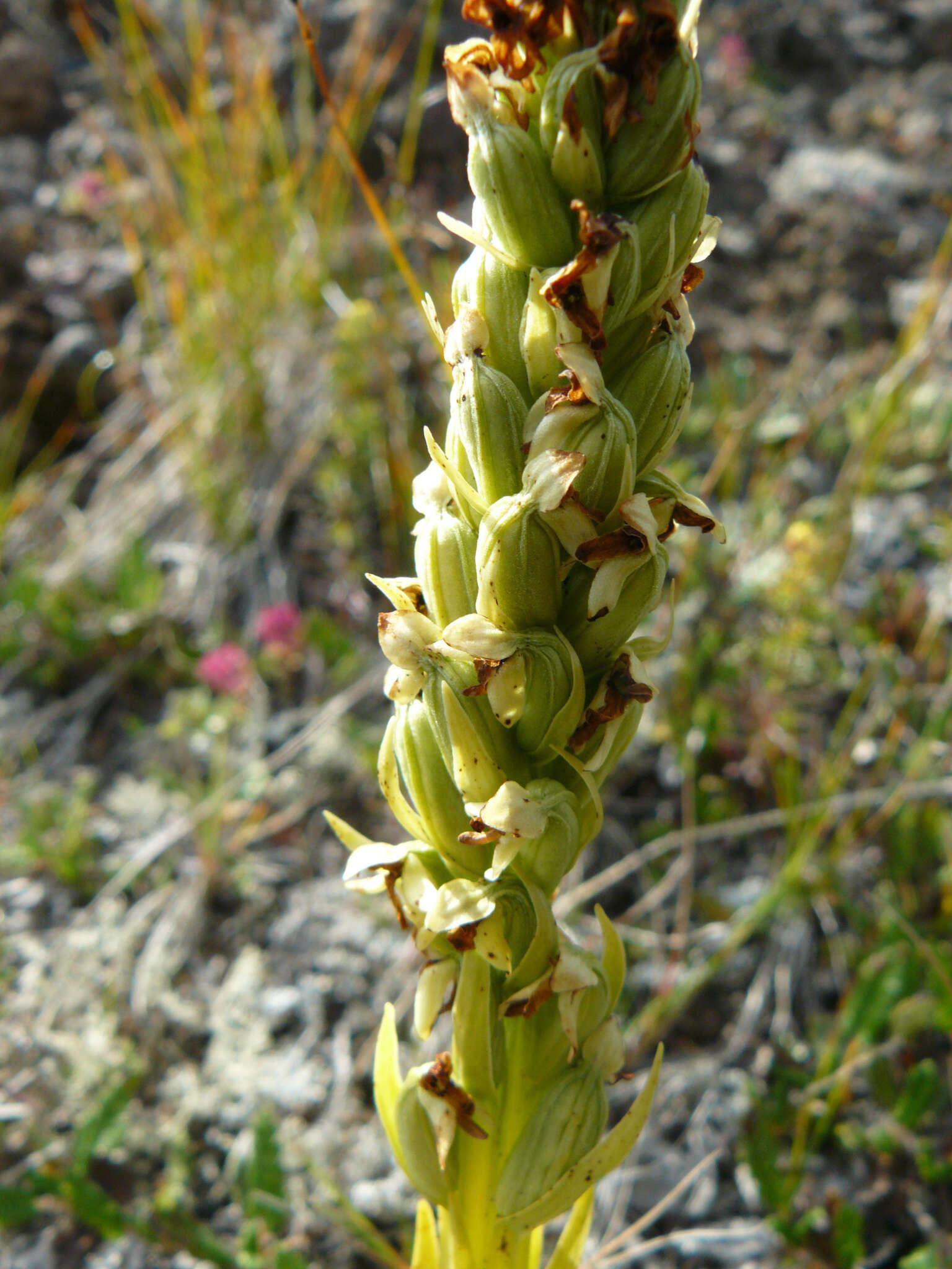 Image of Northern green orchid