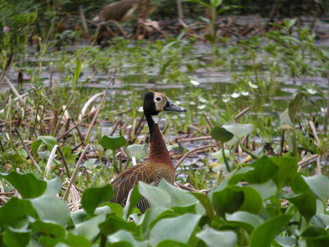 Image of White-faced Whistling Duck