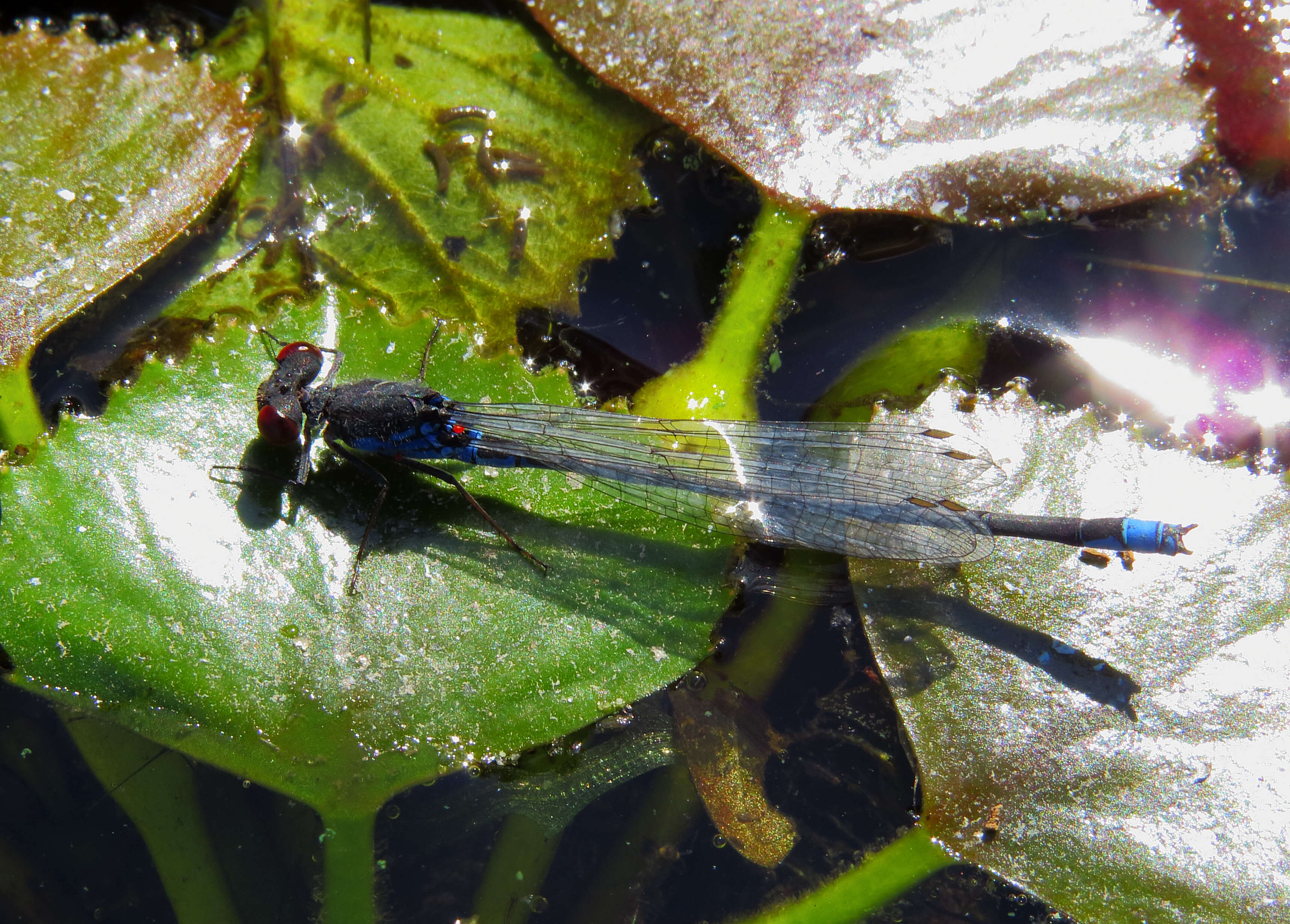 Image of Small Red-Eyed Damselfly