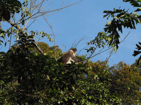 Image of Pale-thighed Langur