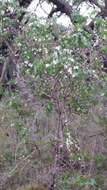 Image of Hakea ferruginea Sweet