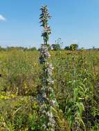 Image of Purple Rattlesnake-Root