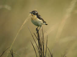 Image of Whinchat