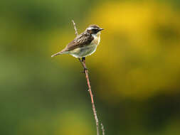 Image of Whinchat