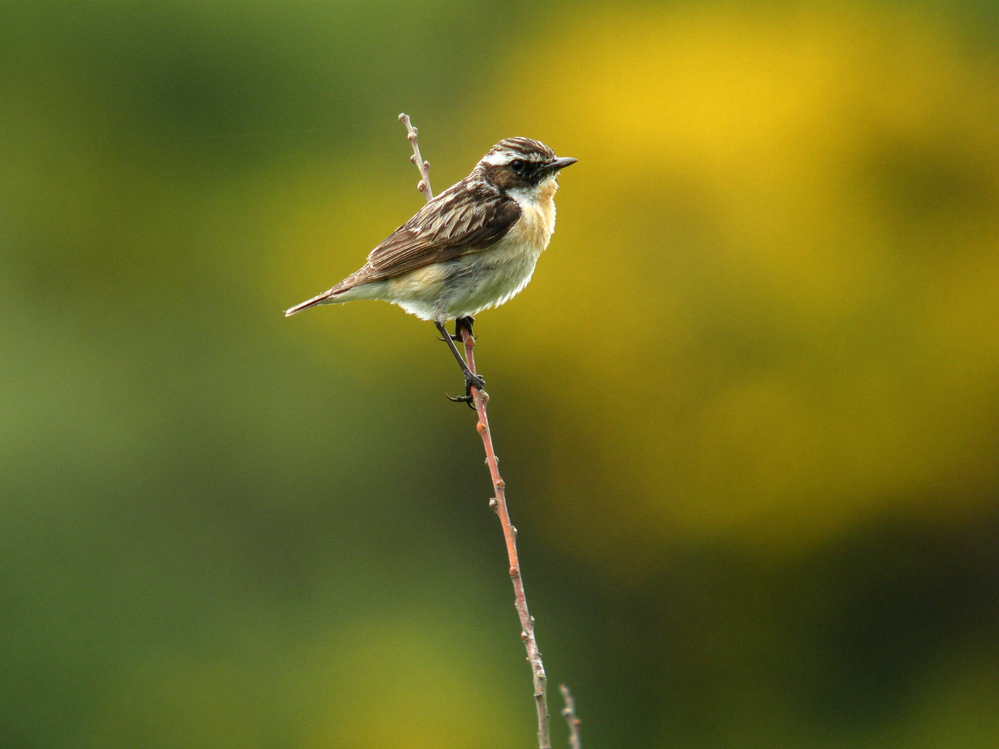 Image of Whinchat