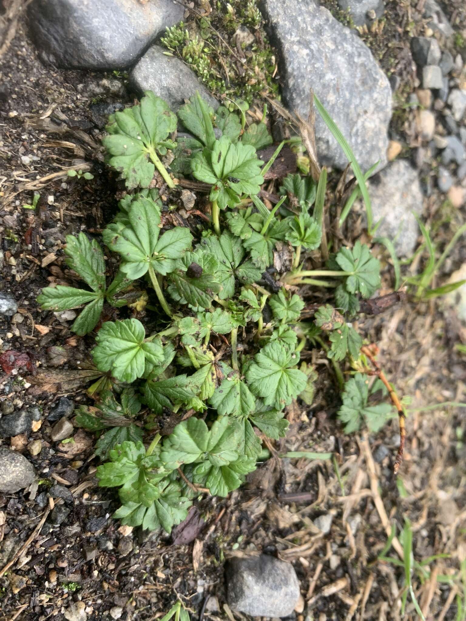 Image of ashy cinquefoil