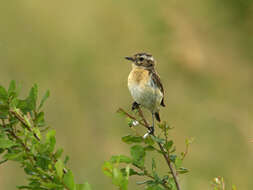 Image of Whinchat