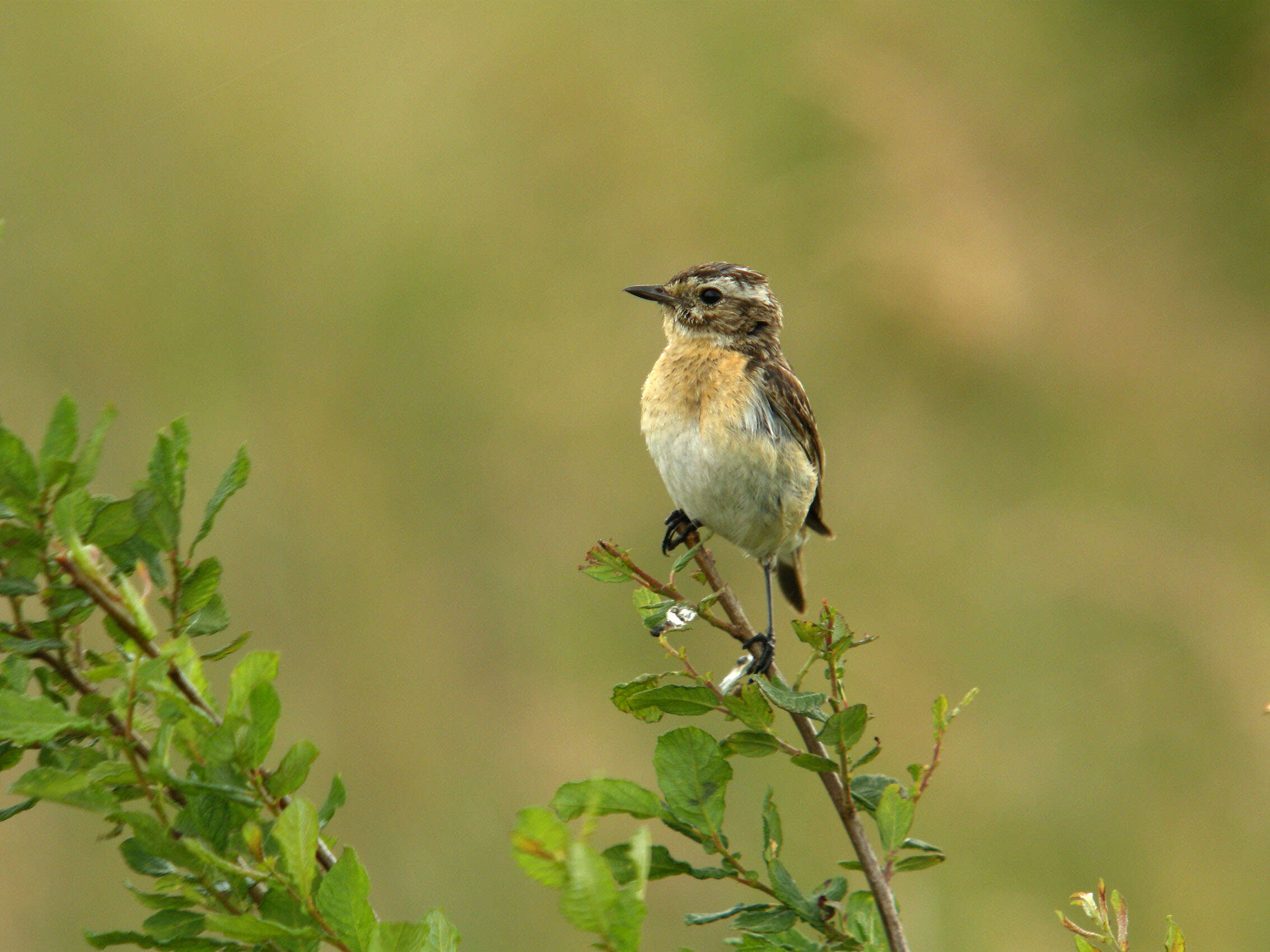 Image of Whinchat