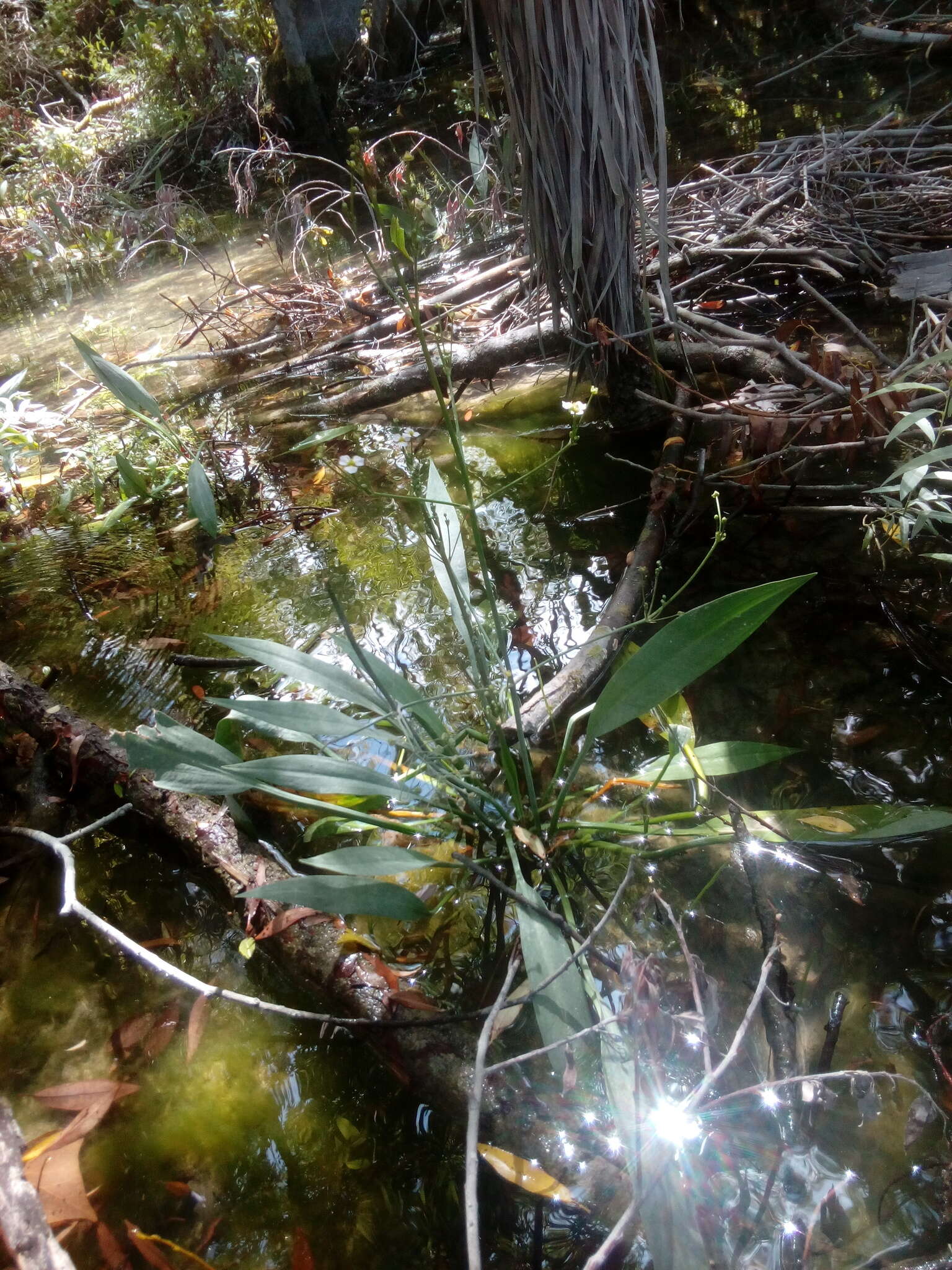 Image of Narrow-leaved Water-plantain