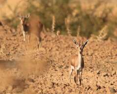 Image of Cuvier's Gazelle