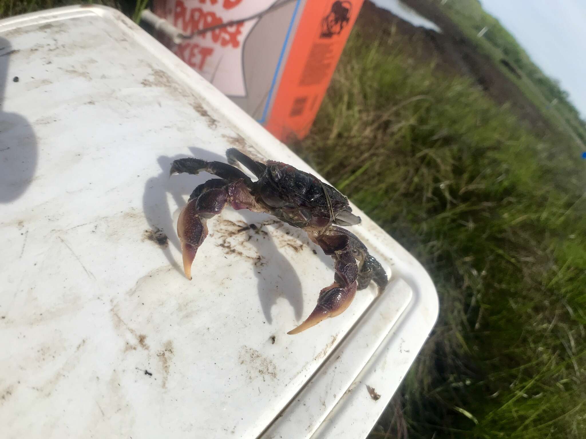 Image of heavy marsh crab