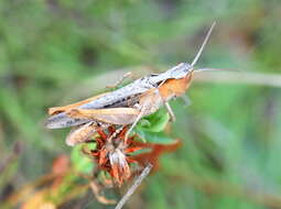 Plancia ëd Chorthippus (Glyptobothrus) mollis subsp. mollis (Charpentier 1825)