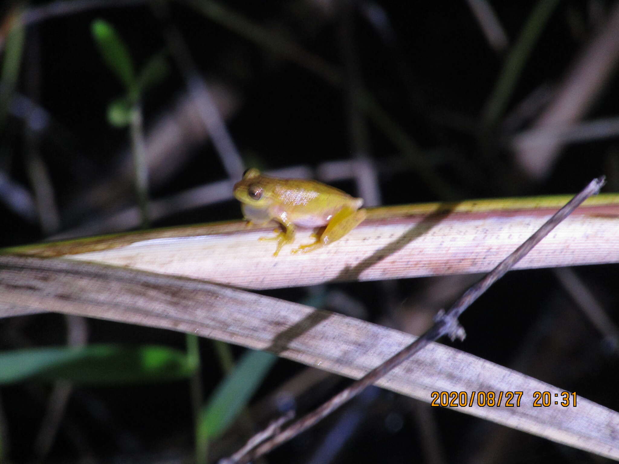 Image of Painted Treefrog