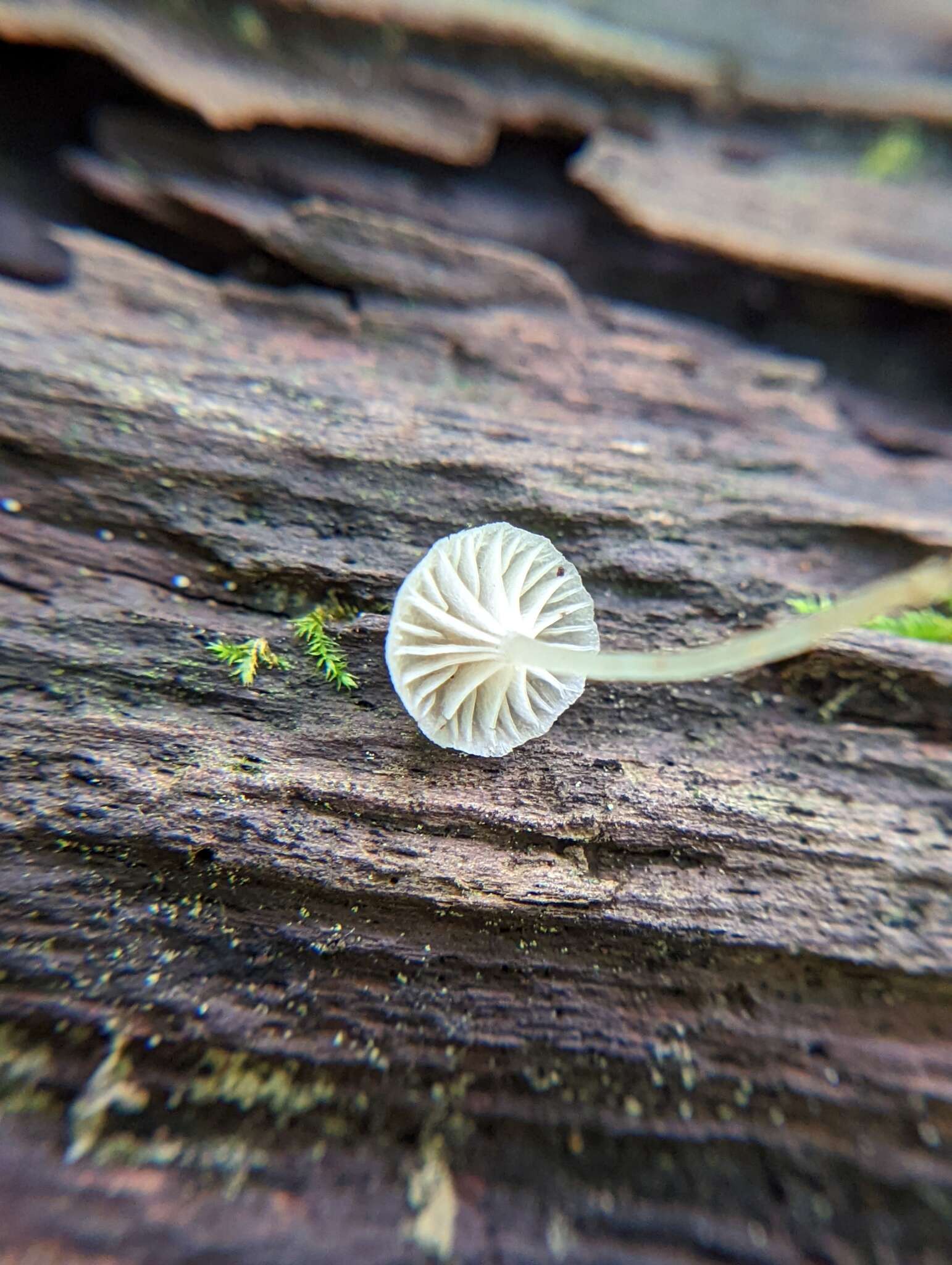 Image of Phloeomana speirea (Fr.) Redhead 2013