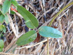 Imagem de Akebia trifoliata (Thunb.) Koidz.