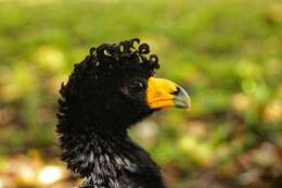 Image of Black Curassow