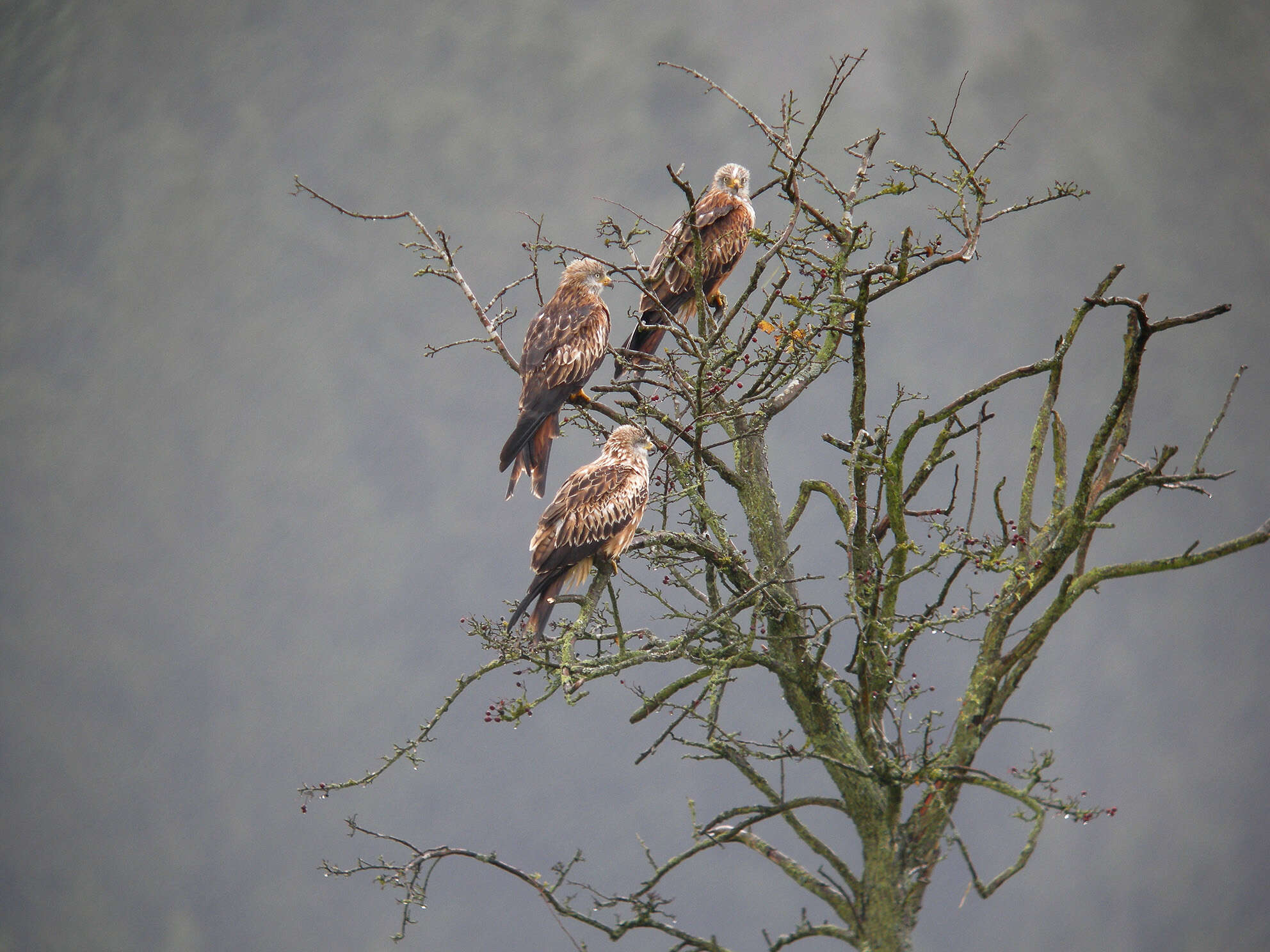 Image of Red Kite