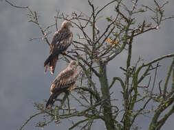 Image of Red Kite