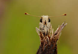 Image of Common Branded Skipper