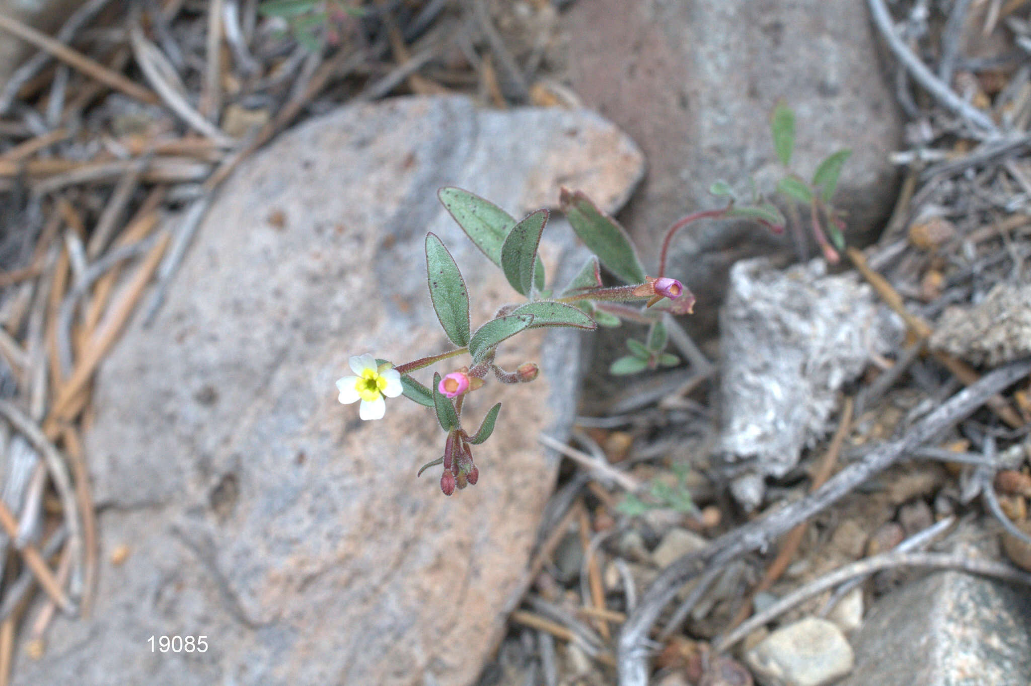 Plancia ëd Chylismiella