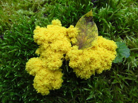 Image of Dog vomit slime mold