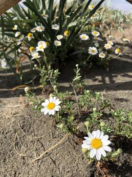 صورة Anthemis maritima L.