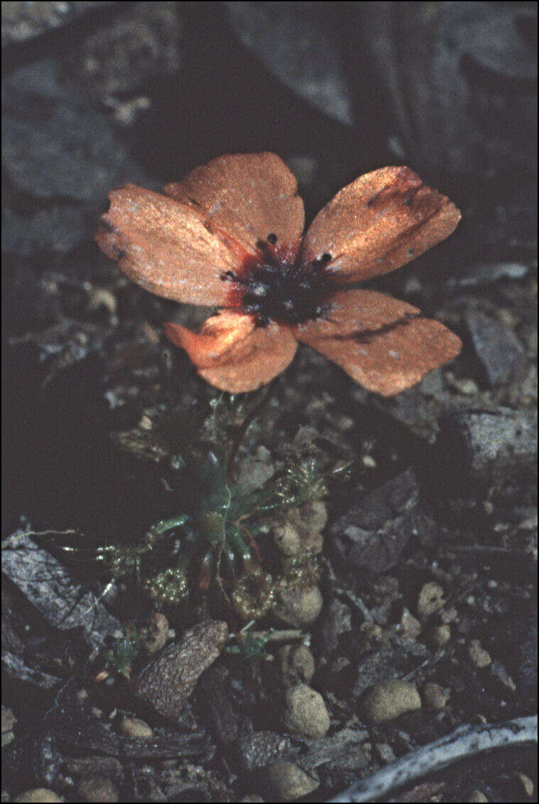 Image of Isopogon divergens R. Br.