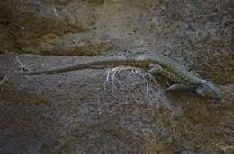 Image of Tenerife Lizard