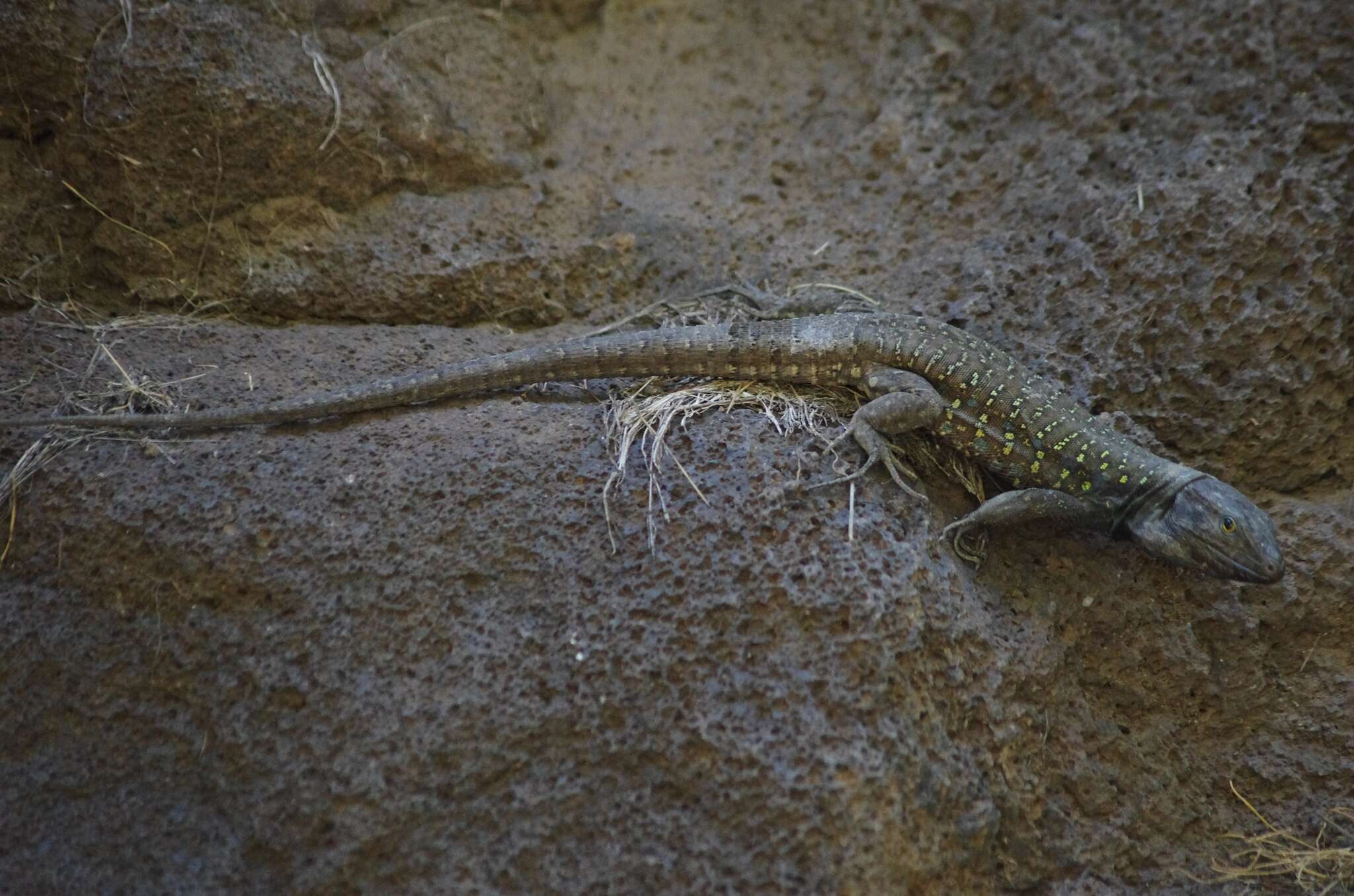 Image of Tenerife Lizard