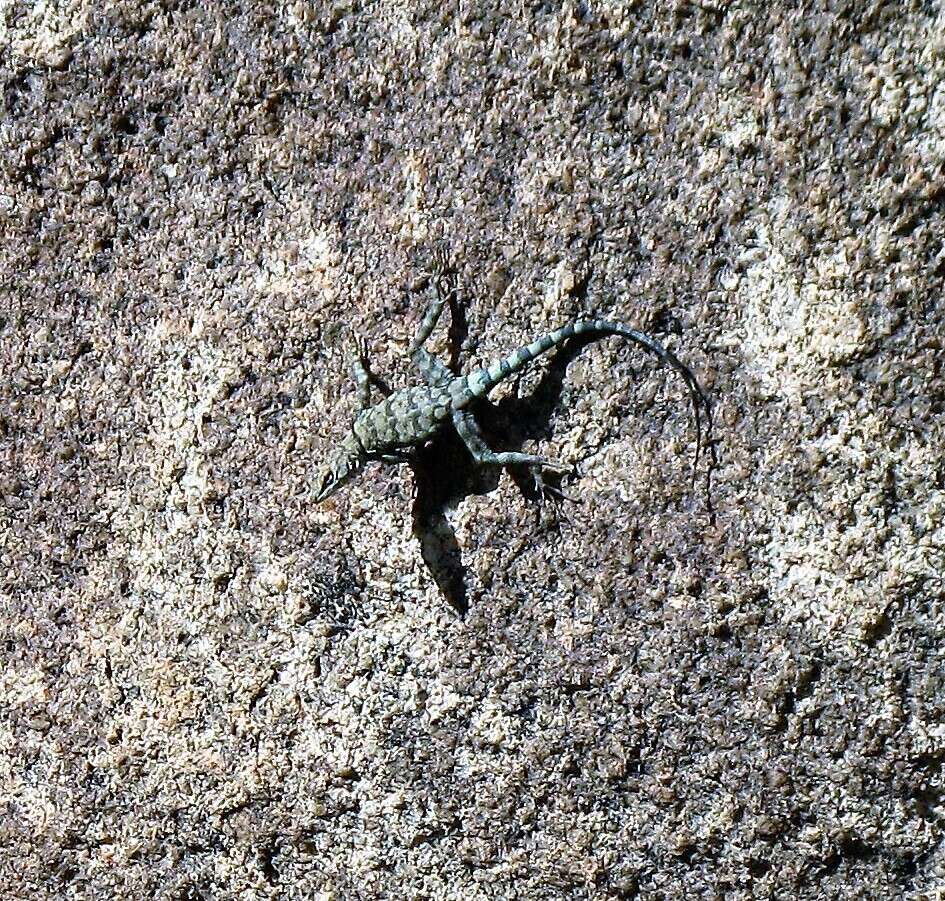 Image of Banded Rock Lizard