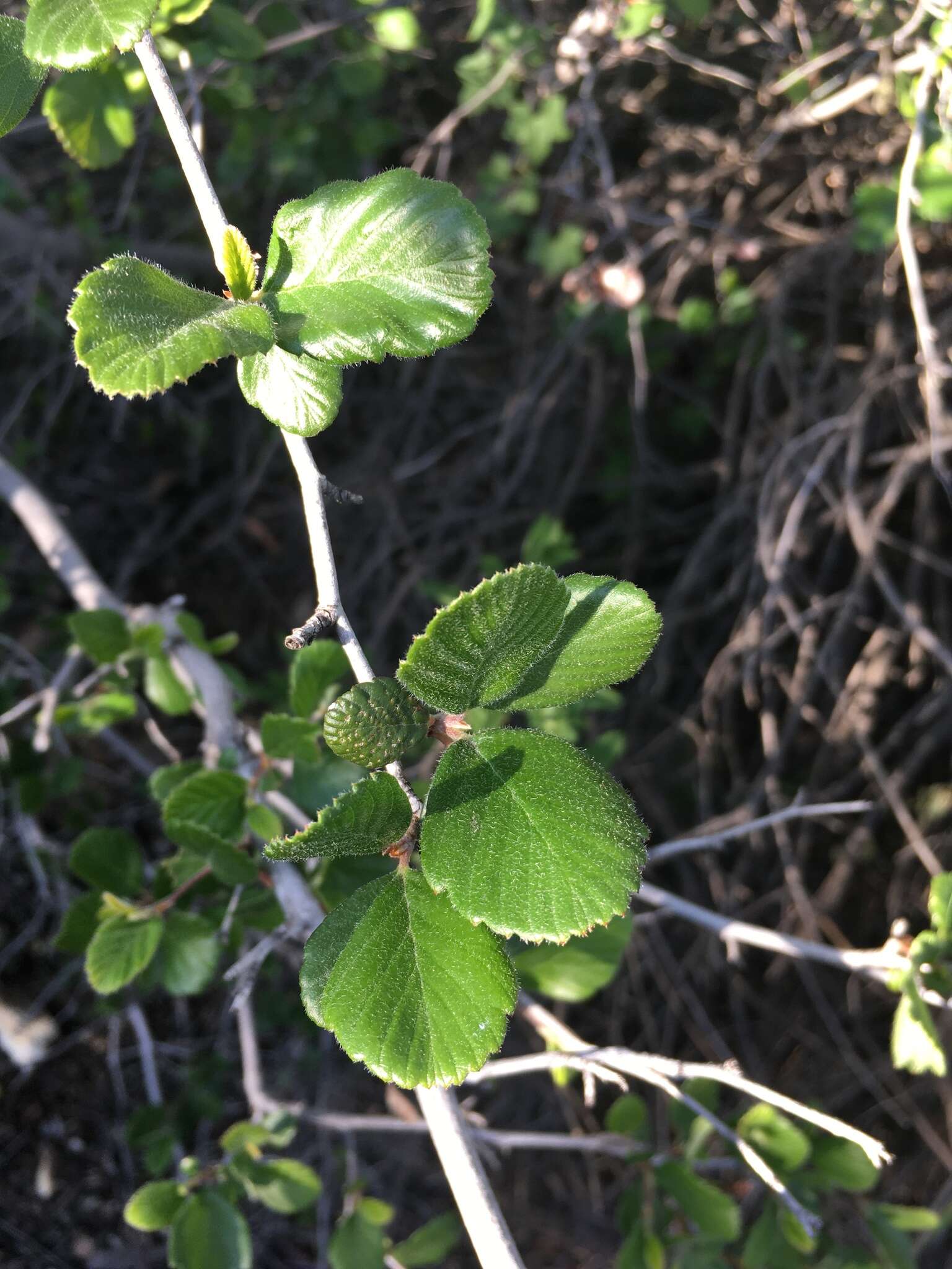 Image of island mountain mahogany