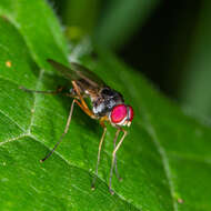 Imagem de Tanypeza picticornis Knab & Shannon 1916